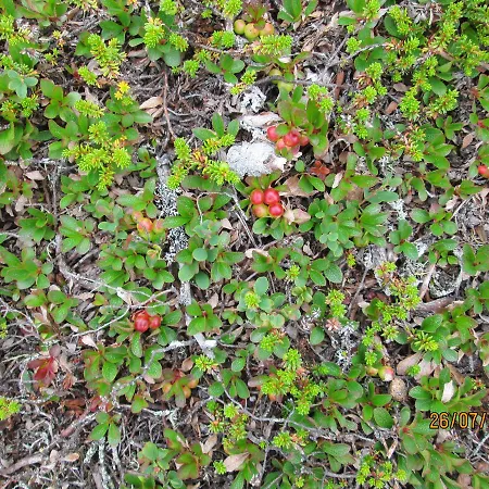 Ranta Aeaerelae * Vuotso