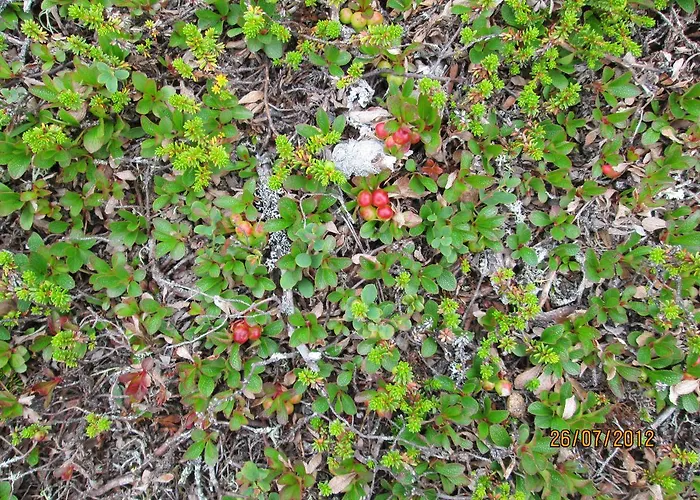 Ranta Aeaerelae * Vuotso